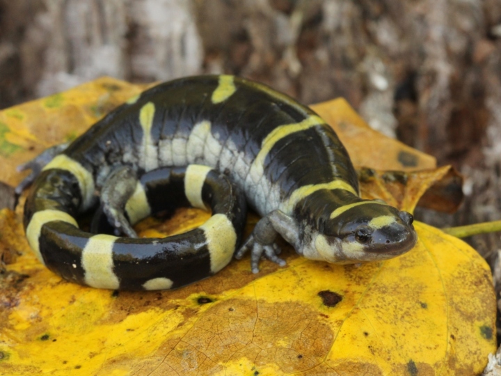 Ringed Salamander